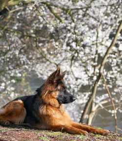 The German Shepherd personality is aloof but not usually aggressive. 