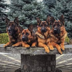 The German Shepherd sometimes experiences separation anxiety or extreme anxiety when left alone.