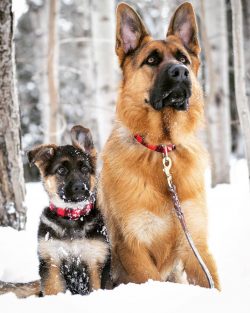 Very intelligent and easily trainable, the German Shepherd Dog, popular at all times, is a fairl ...