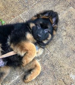 The German Shepherd breed – appeared in 1899, and they owe their existence to one person:  ...