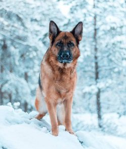 This dog breed best lives indoors with a family, but has access to a large fenced yard where the ...