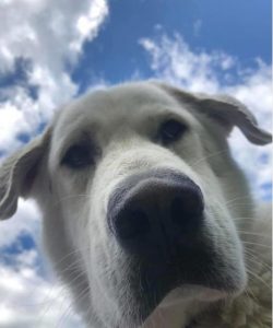 If you like large-sized dogs that have excellent physical fitness and power, then this dog breed ...