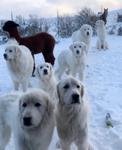 Akbash dogs are of two types: some have a thick and wavy coat, others are straight and shiny of  ...