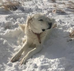 Bright appearance and proud behavior distinguish Akbash dogs from other representatives of the a ...