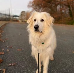 Some sources say that most likely Akbash dogs come from European herding dogs in Hungary, Italy, ...