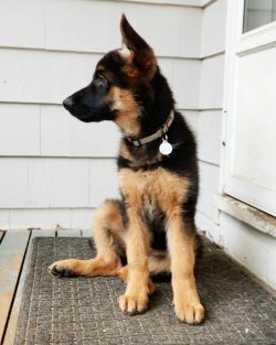 German Shepherds are active and hardworking dogs that need to be kept busy.