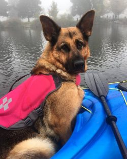 German Shepherds shed heavily twice a year, while the rest of the time they shed less, but const ...