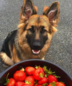 German Shepherd Dogs should not be restricted to kennel or backyard life alone or with other dogs.