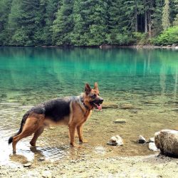 In order to prevent the German Shepherd from becoming overprotective and protective and aggressi ...