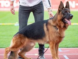 Since German Shepherds are strong, powerful dogs with a strong guarding instinct, puppies should ...