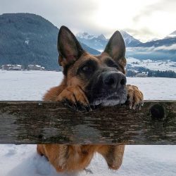 This breed is considered intelligent and easy to train.