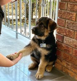 German Shepherds get along well with children and other pets if raised with them, but their prot ...