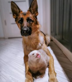 Very intelligent and easily trainable, the German Shepherd Dog, popular at all times, is a fairl ...
