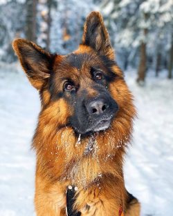 Very intelligent and easily trainable, the German Shepherd Dog, popular at all times, is a fairl ...
