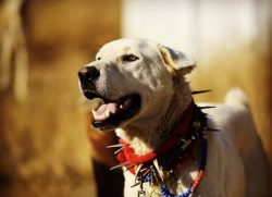 The history of the origin of Akbash, a unique dog of its kind, is shrouded in mystery and many v ...