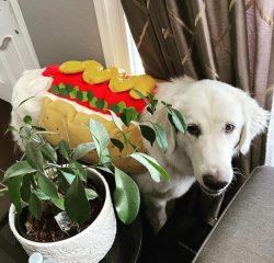 Akbash dogs have been exported to the American continent since 1978. Americans fell in love with ...