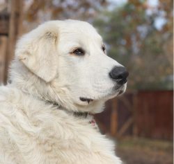 Since 1999, the Turkish Akbash breed has been recognized by the Kennel Club. It is a great achie ...