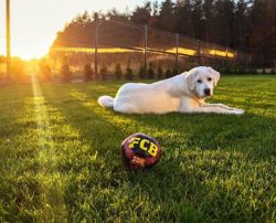 It is worth knowing that in relation to its owner, the Akbash dog likes to dominate, therefore,  ...