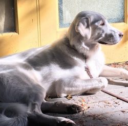 Guard dog Akbash has excellent contact with other animals, and if from an early age he was broug ...