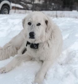The white-headed dog is not the most energetic animal species. Therefore, education must be deal ...