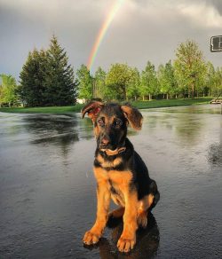 By the outbreak of World War II, German Shepherds had become the preferred military breed.