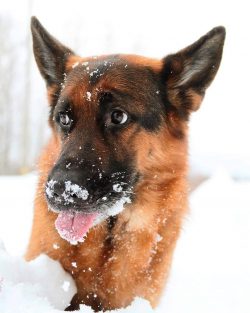  The first guide dogs were German Shepherds.