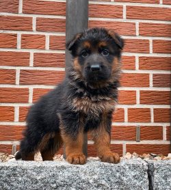 Today they are among the most popular dogs in America.