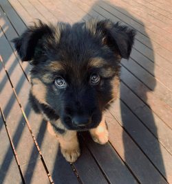  The breed attracted public attention thanks to the movie stars Stronghart and later Rin Tin Tin.