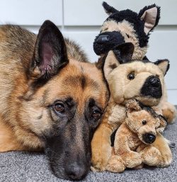In the United States, German Shepherds came to be with soldiers returning from the First World War.