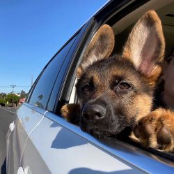 In the United Kingdom, this breed is known as the Alsatian Sheepdog, as local lovers wanted to p ...