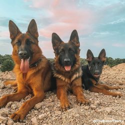 The German Shepherd Dog was bred in the late 19th century by crossing different herding breeds.