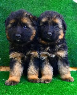 The German Shepherd, as the name of this breed suggests, is originally from Germany.