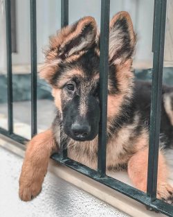 To keep shedding under control and your dog’s coat in good condition, brush your dog at le ...
