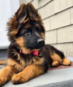 The German Shepherd breed was added to the British and American registries after World War I, al ...