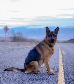 The German Shepherd is a large dog with a massive, muscular constitution, a voluminous chest and ...