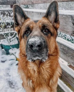 For many people around the world, the German Shepherd is still an example of what an ideal dog s ...