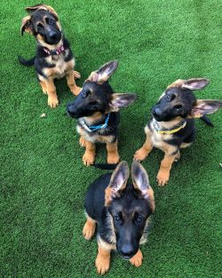 It should be said about their high intelligence – there are few breeds in the world that c ...