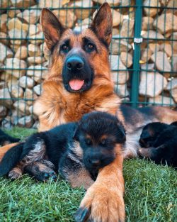 With the outbreak of World War I, dogs served as orderlies, rescuers, guards, couriers between t ...