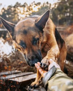 For many families, the German Shepherd is a true family member.