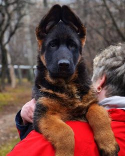 The German Shepherd is a herding dog renowned for its courage, loyalty and protective instinct.