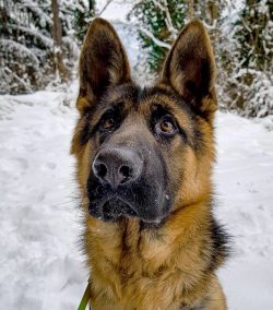If a dog lives on a leash, even as a watchman, but inactive and without close contact with loved ...
