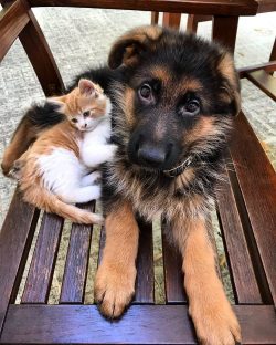 German Shepherd Dogs are great for children, they are great companions for the whole family. 