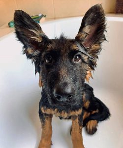 They should be introduced to other dogs and cats at an early age in order to reduce interspecies ...