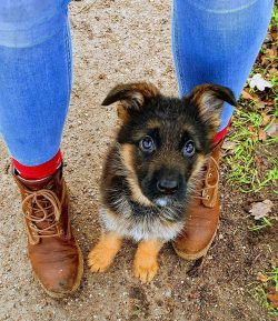 The German Shepherd perfectly understands a person, and, when it comes to the owner, she often u ...