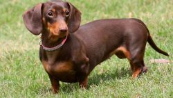 With a hunter, she will be a hunting dog, with an artist – a muse, with a commander – ...