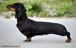 Perhaps there is no person in the world who does not know what a dachshund looks like. The breed ...