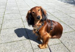 Despite their size, over the centuries these dogs have shown their effectiveness in hunting, the ...