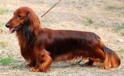 The Dachshund is a small breed with short legs and a long, elongated body. The muzzle is also el ...