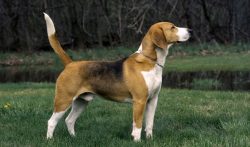 The purchase price for Beagle Harriers is from 800 to 1200 euros