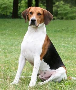 The Beagles were most commonly used for hunting rabbits, but the breed was also used to hunt var ...
